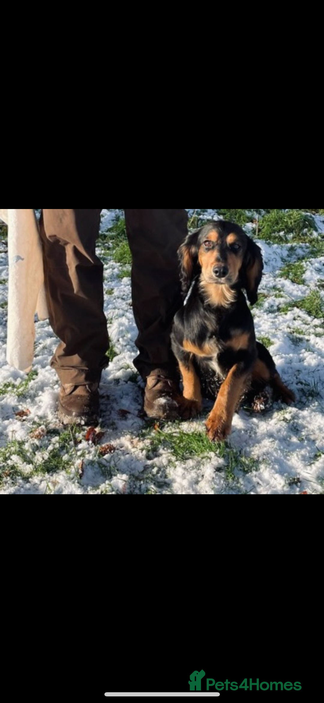 Cocker Spaniel dogs for stud: Full health tested , gamekeeper owned , WCS - Image 2
