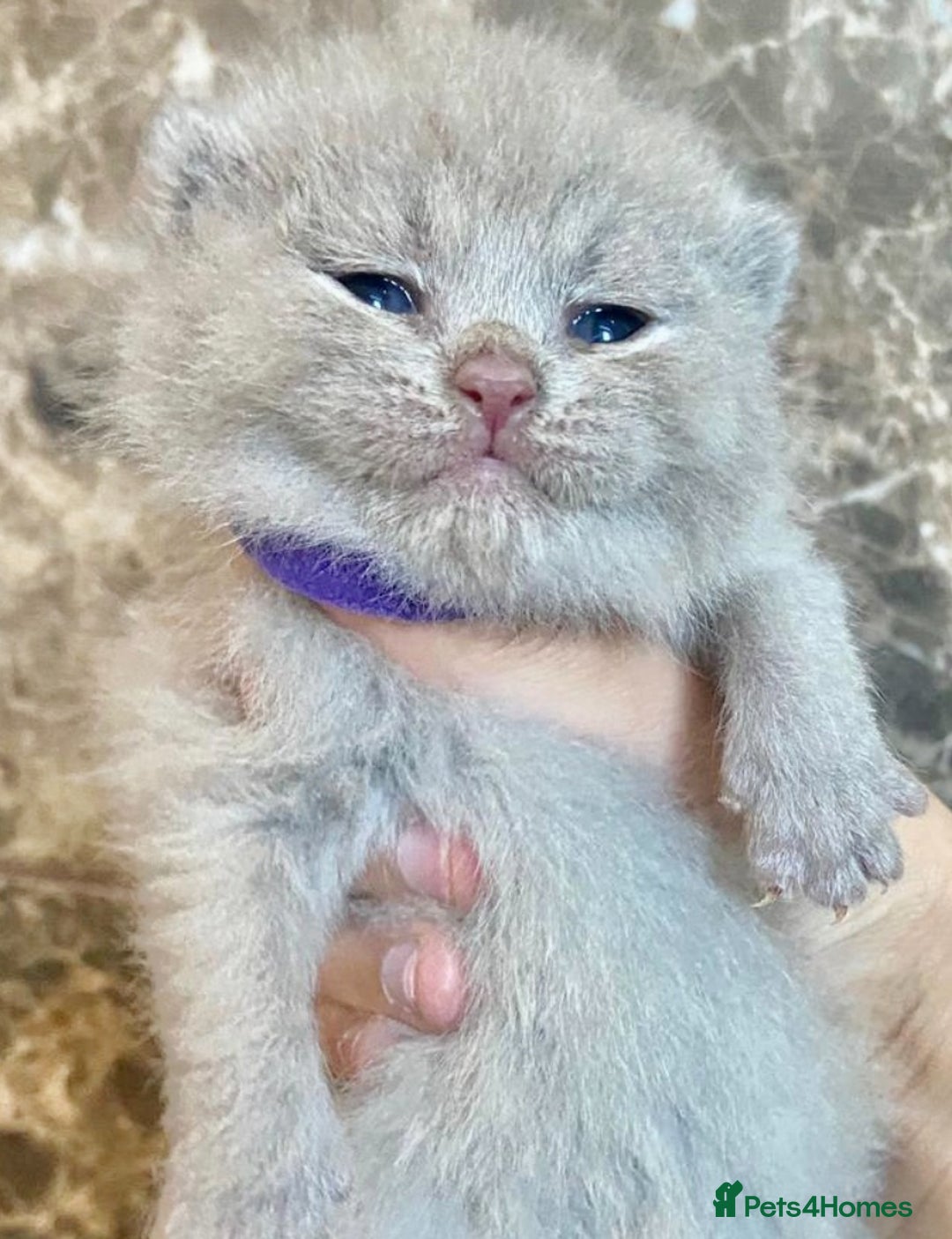 British Shorthair cats for sale: BRITISH SHORTHAIR KITTENS!!! 🐾🐾😻😻 - Advert 9