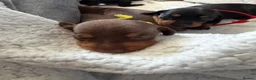 Miniature Dachshund dogs for sale: 6x miniature dachshund puppies - Advert 6