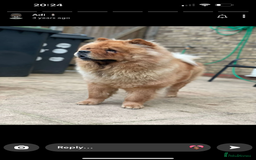 Chow Chow dogs for sale: Beautiful red girl chow chow (no small pets)  - Image 2