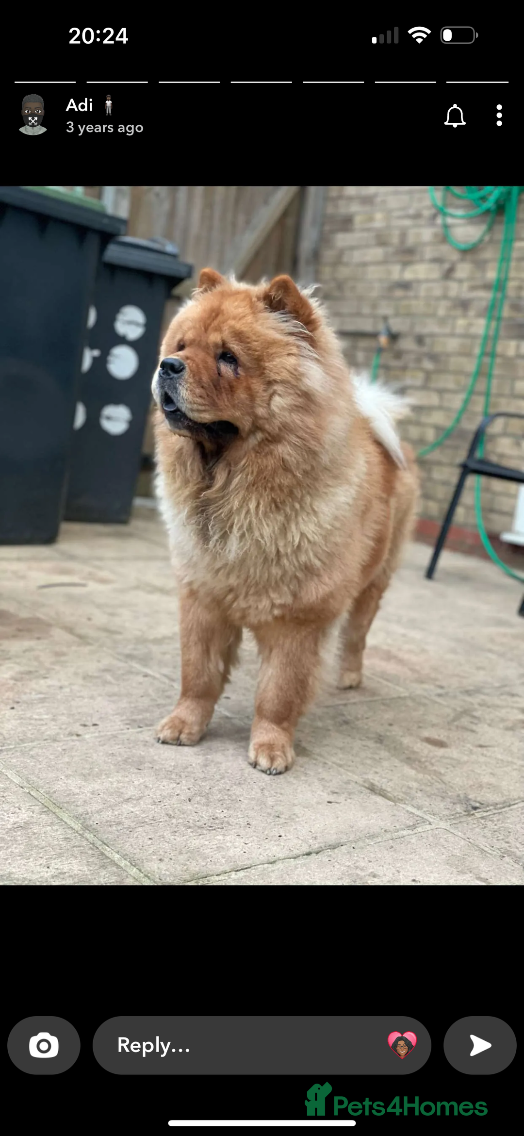 Chow Chow dogs for sale: Beautiful red girl chow chow (no small pets)  - Image 2