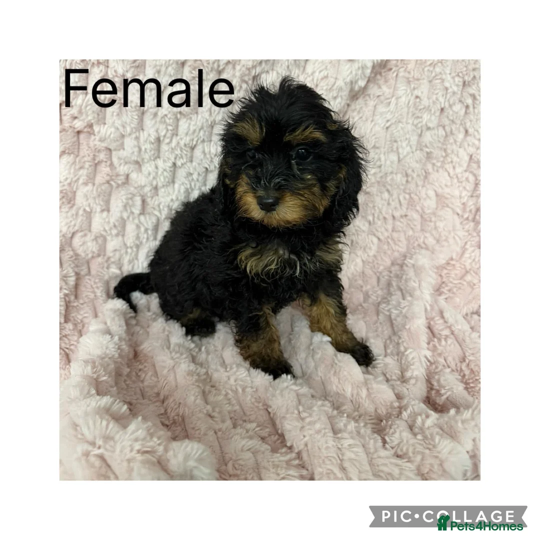 Cockapoo dogs for sale: 5 f1 cockapoo Puppies available  - Advert 4