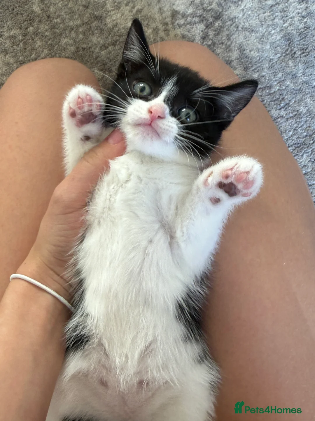 Mixed Breed cats for sale: Playful kittens - Advert 6