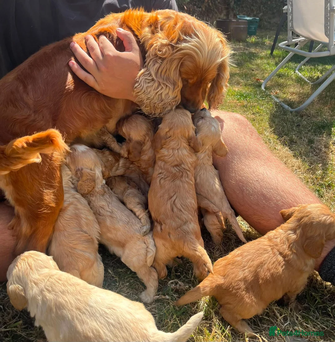 Cockapoo dogs for sale: Last boy available 🩵🩵🩵🩵 - Advert 18