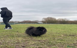 Pomeranian dogs for sale: CHAMPION KENNEL CLUB Pomeranian puppy orange black - Image 6
