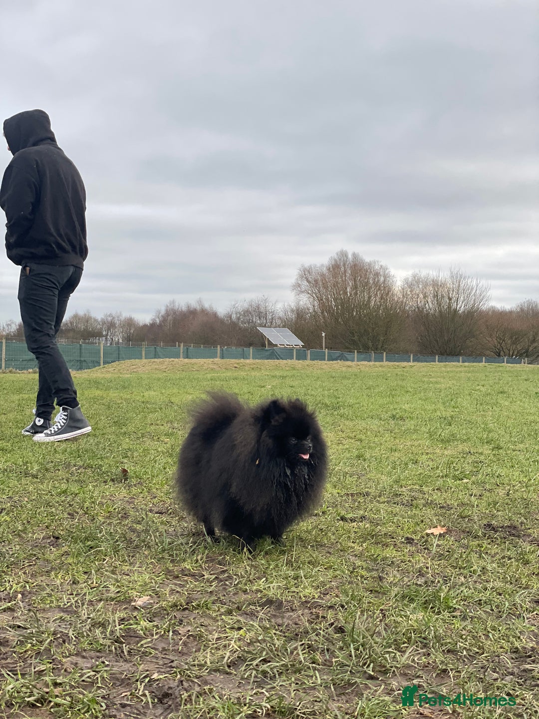 Pomeranian dogs for sale: CHAMPION KENNEL CLUB Pomeranian puppy orange black - Image 6