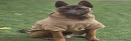 Belgian Shepherd Dog dogs for sale: Belgian malinois  - Advert 22