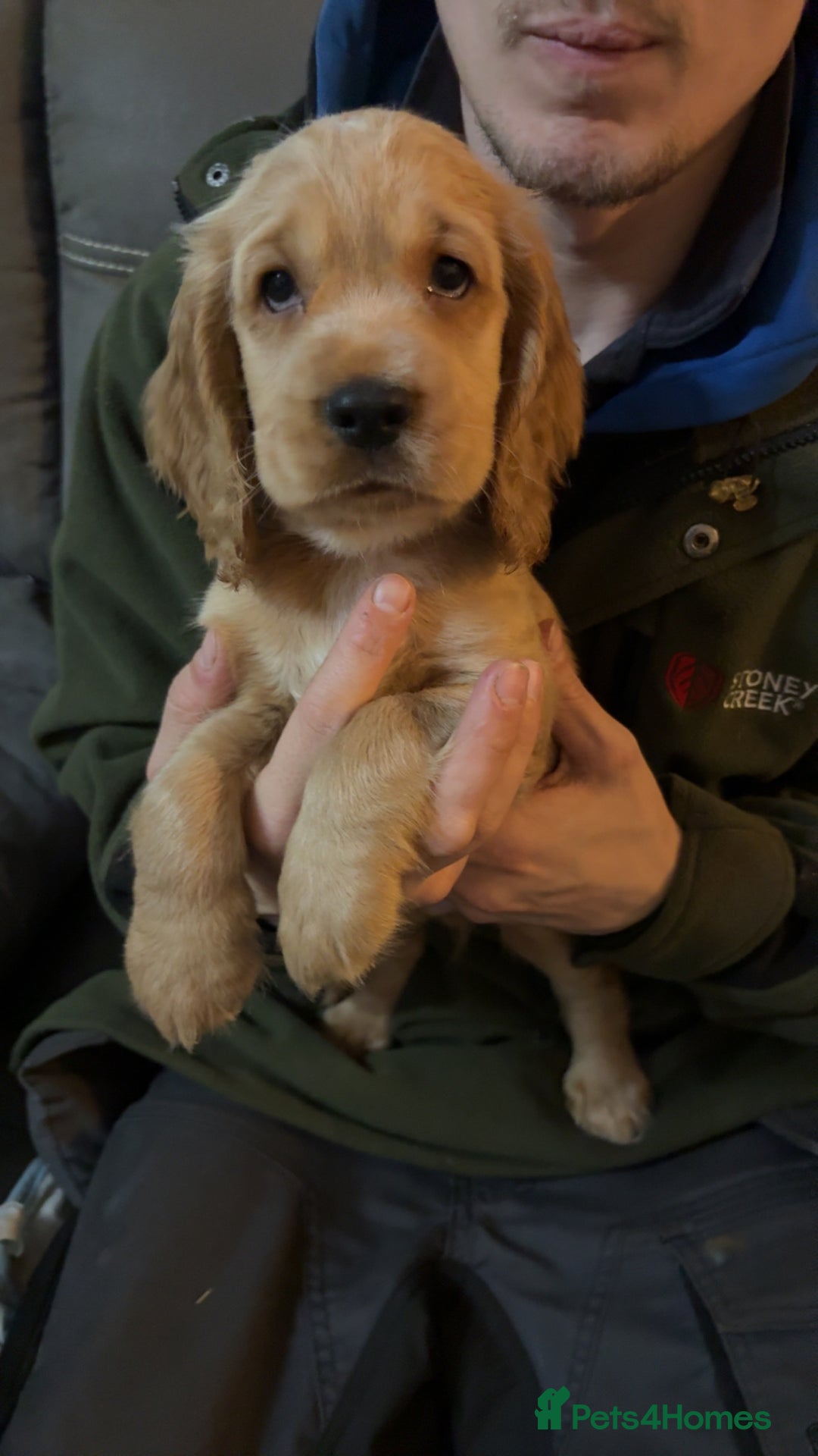 Cocker Spaniel dogs for sale: Show type cocker spaniel  - Advert 13