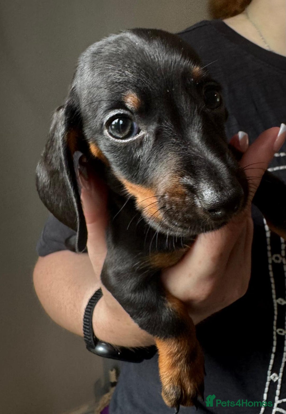 Dachshund dogs for sale: Miniature dachshunds ready now 💗 - Image 7