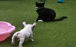 French Bulldog dogs for sale: Adorable Frenchie Puppies Seeking Forever Homes - Image 24