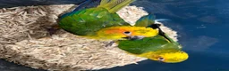 Mixed Breed birds for sale: Beautiful Hand-Reared Sun Conure Babies – Weaned  - Advert 11