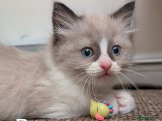 Ragdoll cats Ragdoll - Advert 18