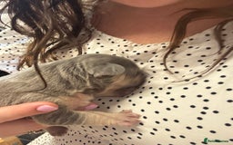 French Bulldog dogs for sale: ONE FEMALE LEFT -gorgeous grey French Bulldogs - Image 14