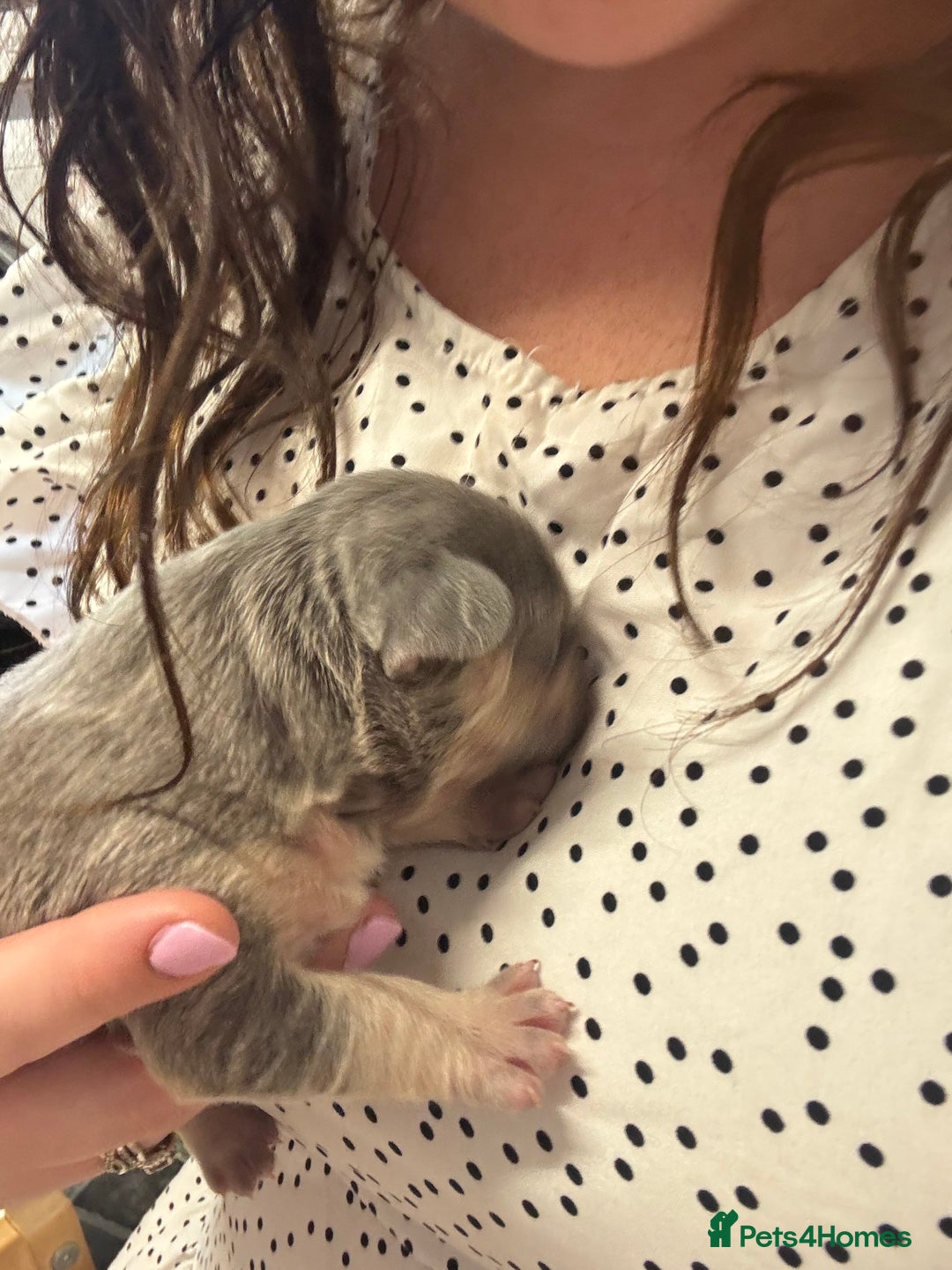 French Bulldog dogs for sale: ONE FEMALE LEFT -gorgeous grey French Bulldogs - Image 14