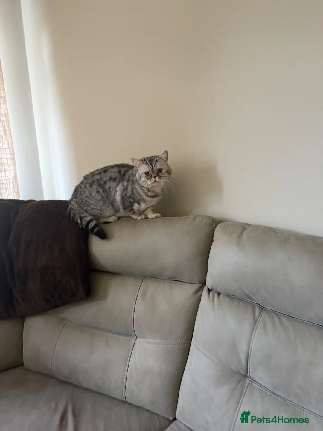British Shorthair cats for sale: Big sylver  - Advert 2