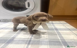 Labrador Retriever dogs for sale: KC SILVER & CHARCOAL Labrador Puppys  - Image 7