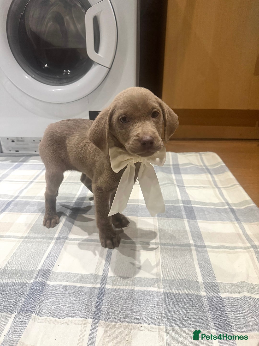 Labrador Retriever dogs for sale: KC SILVER & CHARCOAL Labrador Puppys  - Image 7