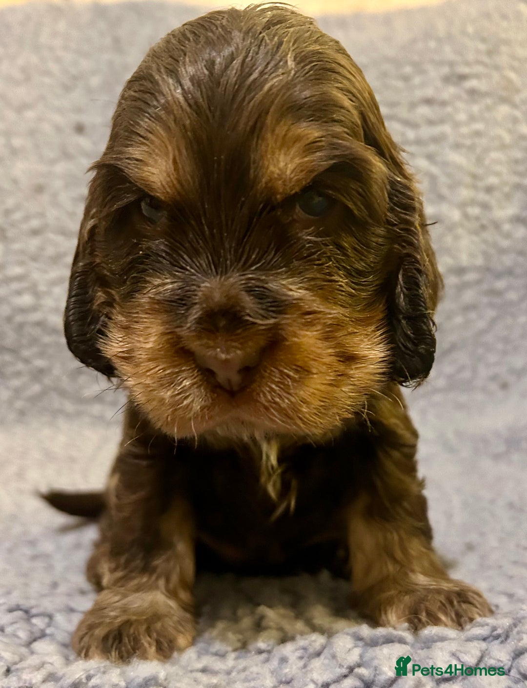 Cocker Spaniel dogs for sale: Beautiful KC English Show Cocker pups. - Advert 1