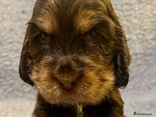 Cocker Spaniel dogs Beautiful KC English Show Cocker pups. - Advert 5