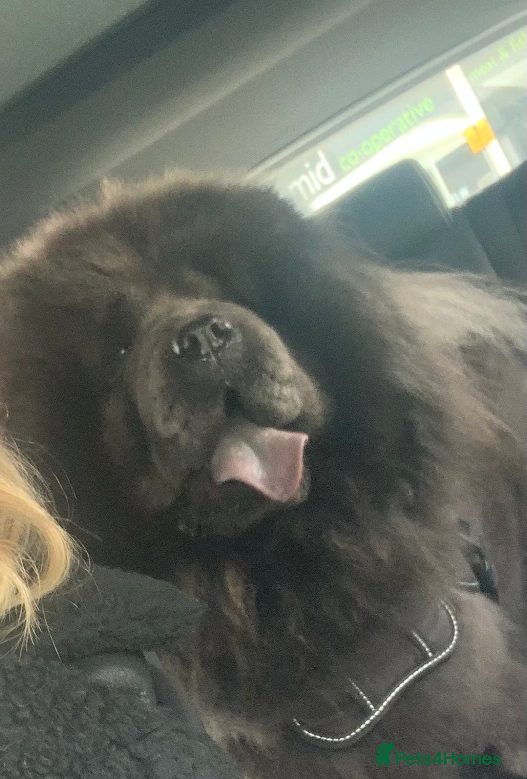 Chow Chow dogs for sale: Stunning kc chow chow  - Advert 11