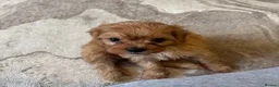 Cavapoo dogs for sale: Tiny toy cavapoos  - Advert 14