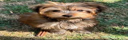 Yorkshire Terrier dogs for stud: Gorgeous Health test Ocean Pearl Yorkshire Terrier - Advert 6