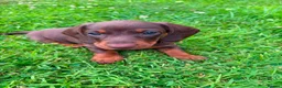 Miniature Dachshund dogs for sale: Beautiful Miniature Dachshunds 🐾 - Advert 9