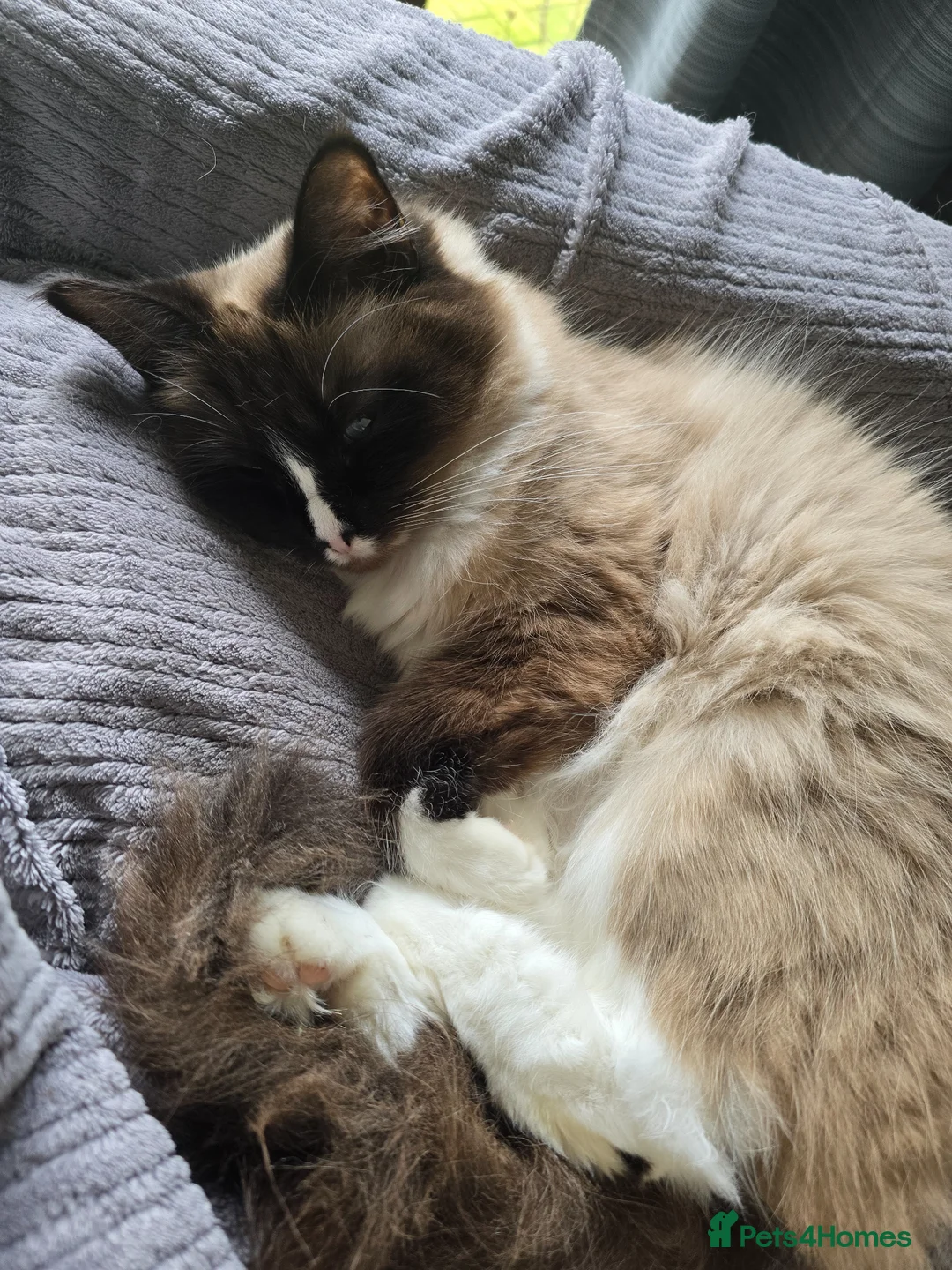 Ragdoll cats for sale: Ragdoll mum and 2 boys - adoption - Advert 1