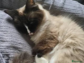 Ragdoll cats Ragdoll mum and 2 boys - rehoming - Advert 3