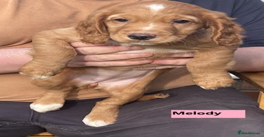 Cocker Spaniel dogs - Advert 3
