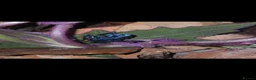 Frog reptiles for sale: Dendrobates tinctorius azureus (blue dart frog) x2 in Sheffield - Advert 4