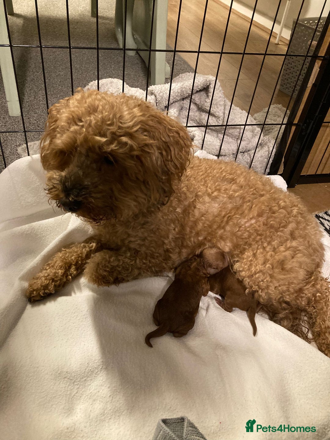 Cockapoo dogs for sale: f1b tiny cockapoo puppies - Image 7