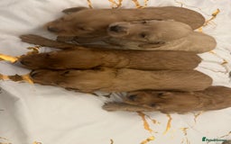 Cockapoo dogs for sale: 5 f1 cockerpoo puppies  - Image 6