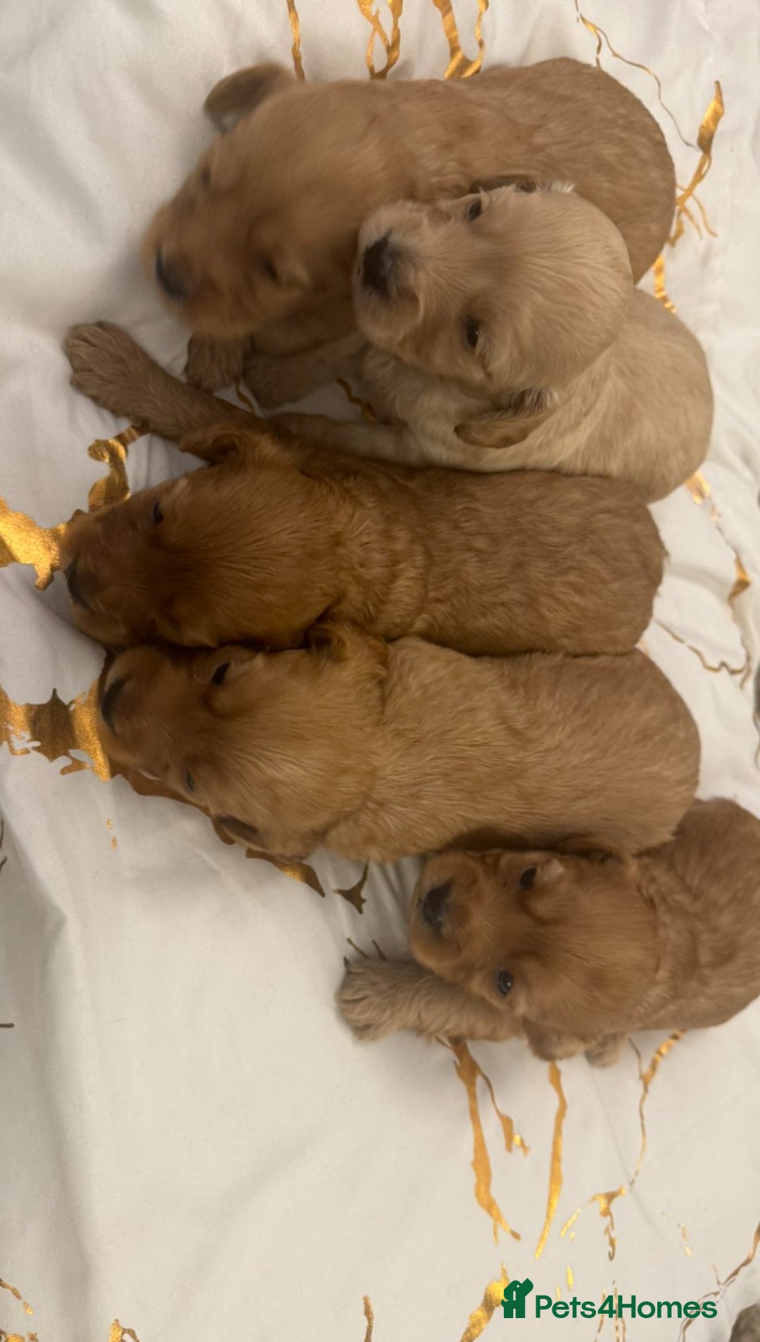 Cockapoo dogs for sale: 5 f1 cockerpoo puppies  - Image 6