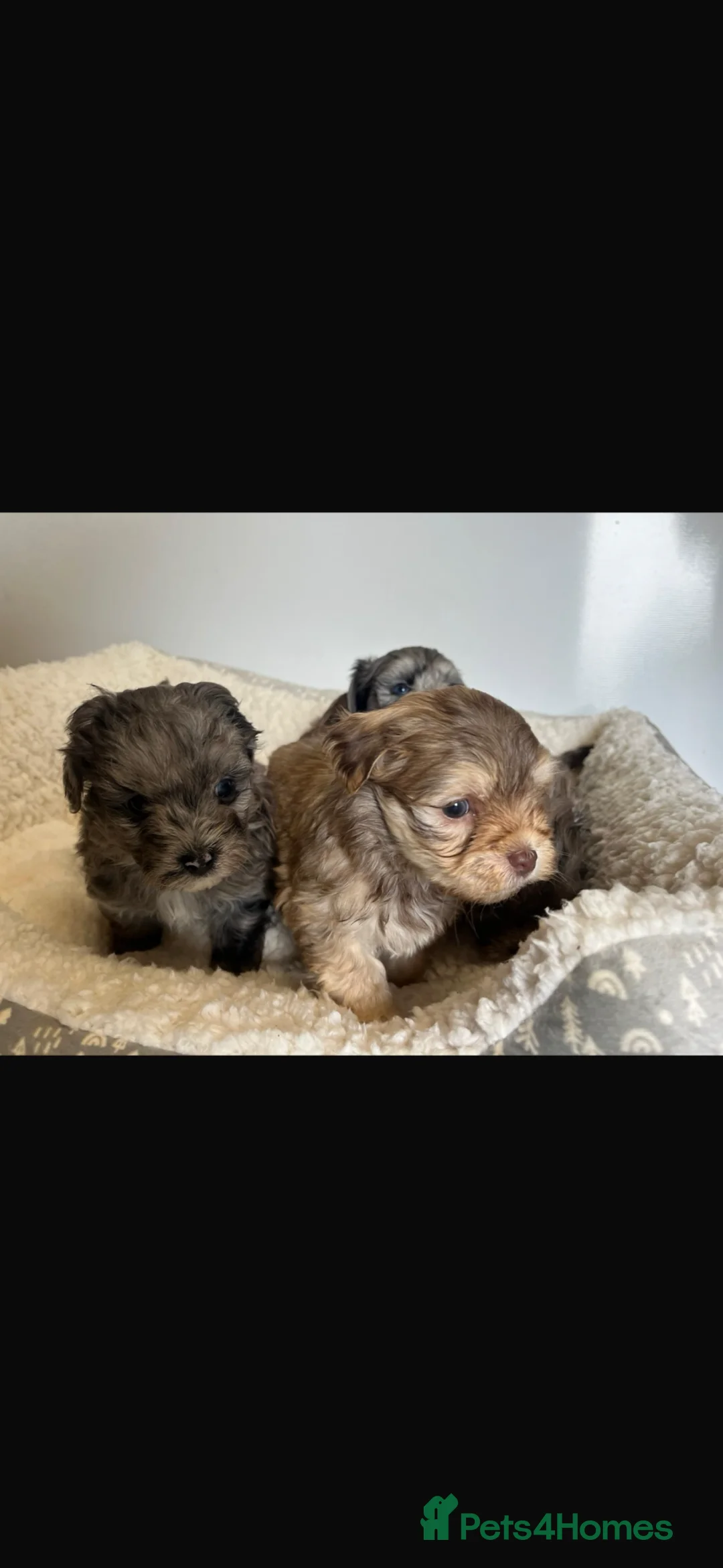 Maltipoo dogs for sale: F1 maltipoo puppies  - Advert 2