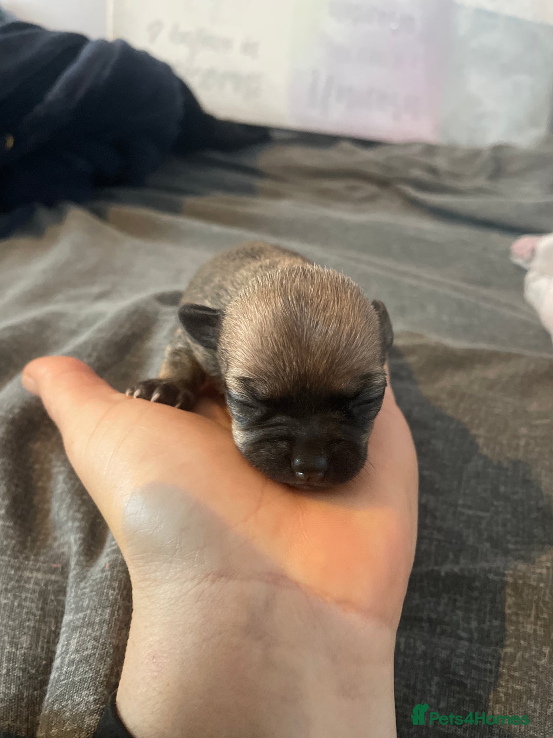 Chihuahua dogs for sale: Beautiful Teacup Chihuahua Puppies Available 16/12 - Image 6