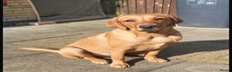 Labrador Retriever dogs for sale: KC Reg Fox Red/Yellow Labrador Pups Health Tested  - Advert 10
