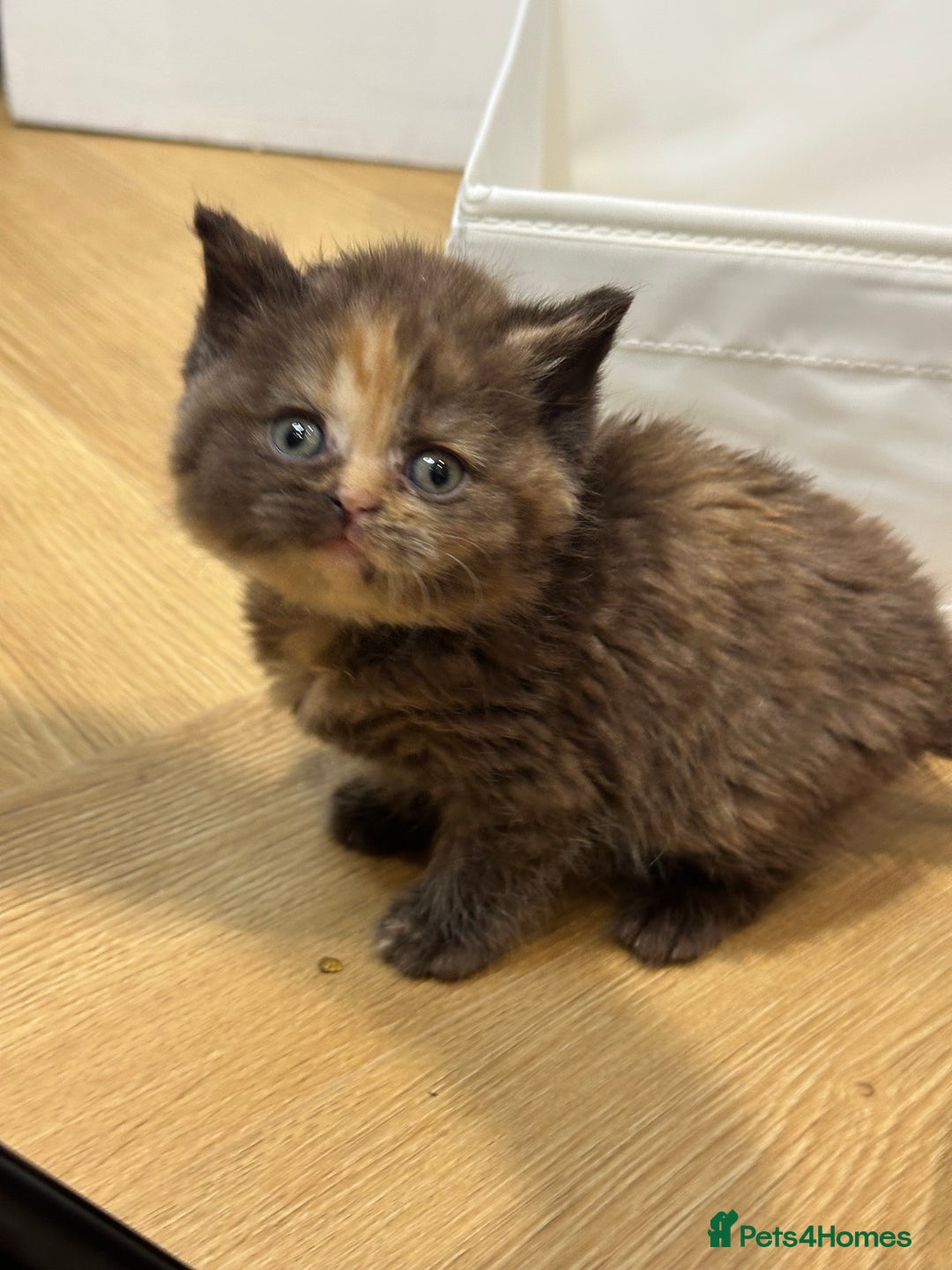 British Shorthair cats for sale: 😻Beautiful Chocolate Tortie BSH Kittens😻🎀 - Advert 28