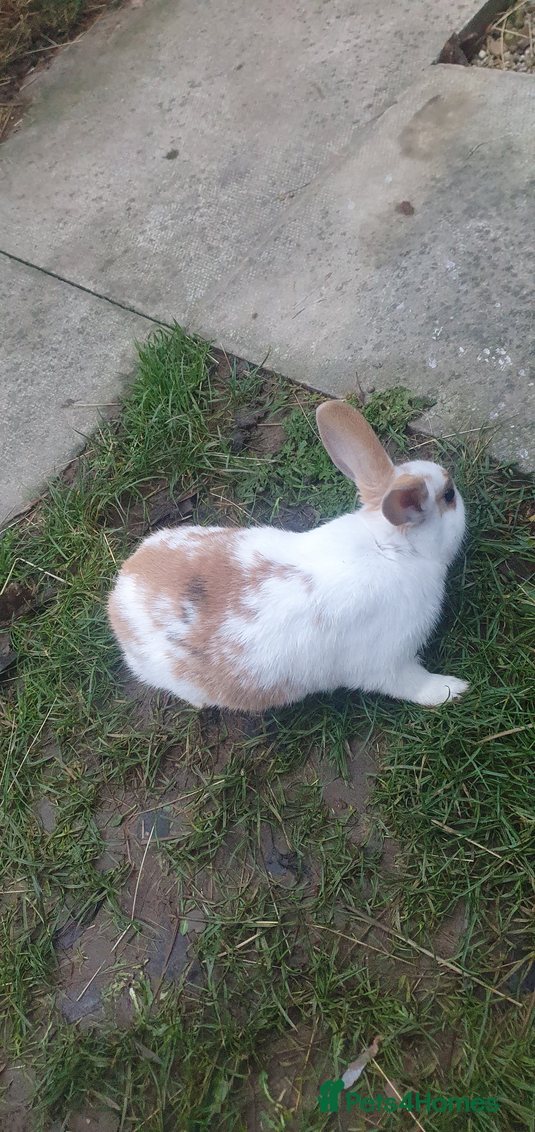 Mixed Breed rabbits for sale: Rabbits - Advert 3