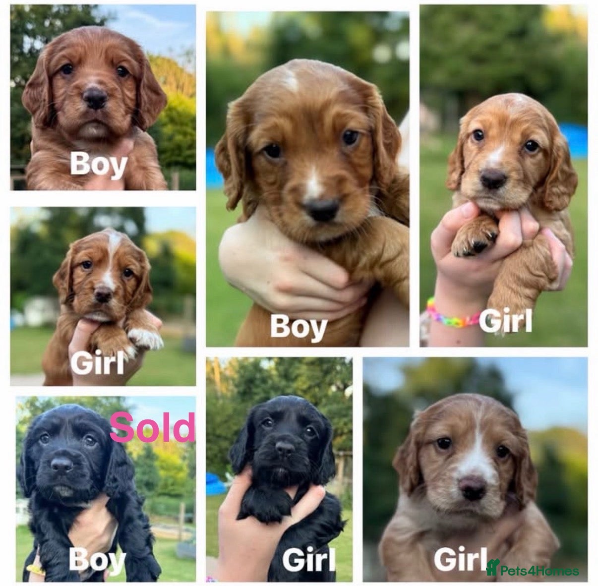 Sprocker dogs 7 beautiful Sprockers ❤️ - Advert 2