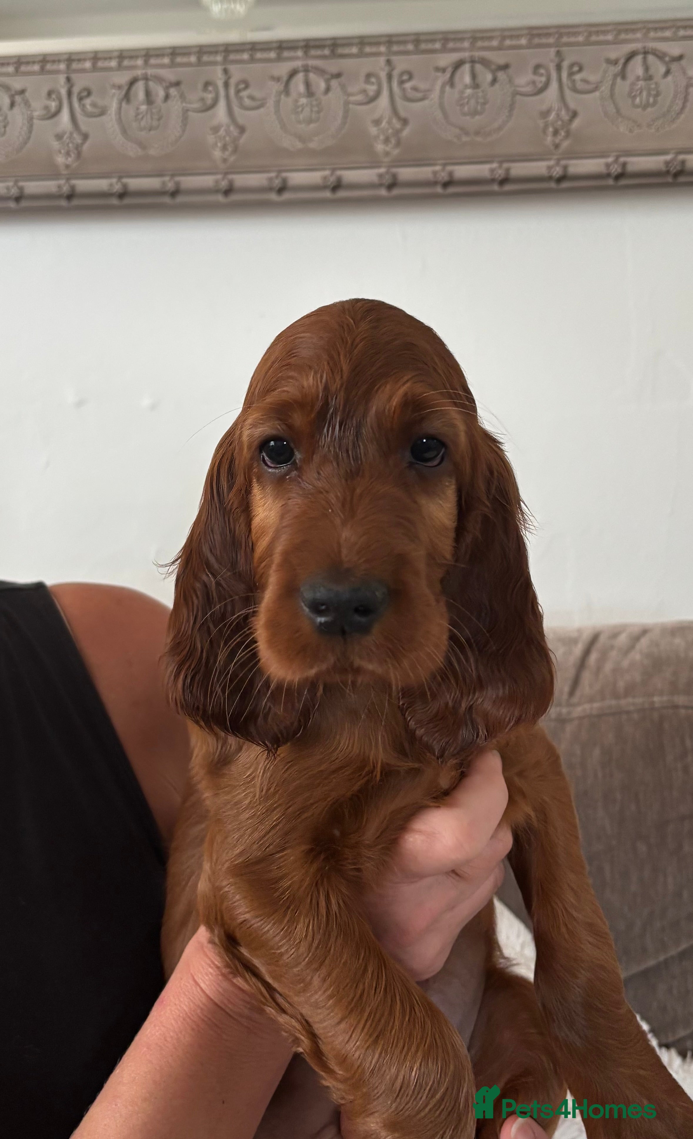 Irish Setter dogs KC registered Irish Setter puppies Bexhill-on-Sea - Advert 2