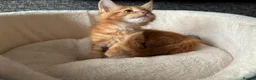 Maine Coon cats for sale: GCCF Maine Coon, Grand Champion bloodline in Grantham - Advert 6
