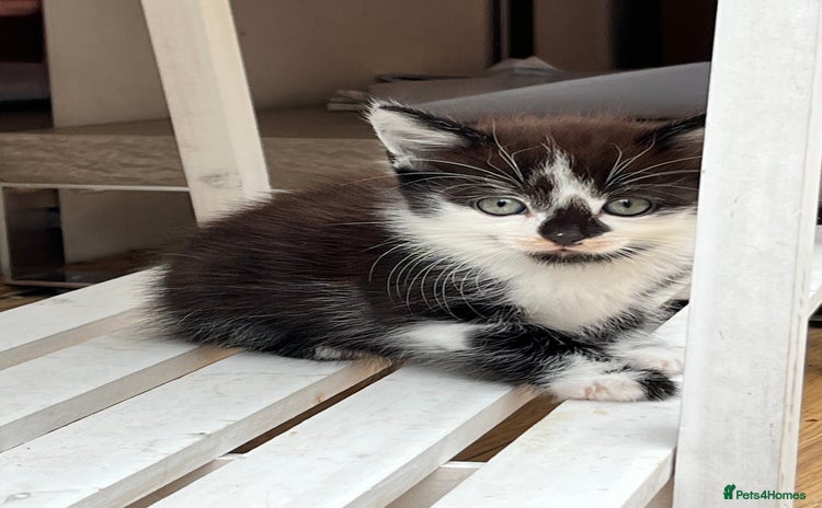 Mixed Breed cats - Advert 4