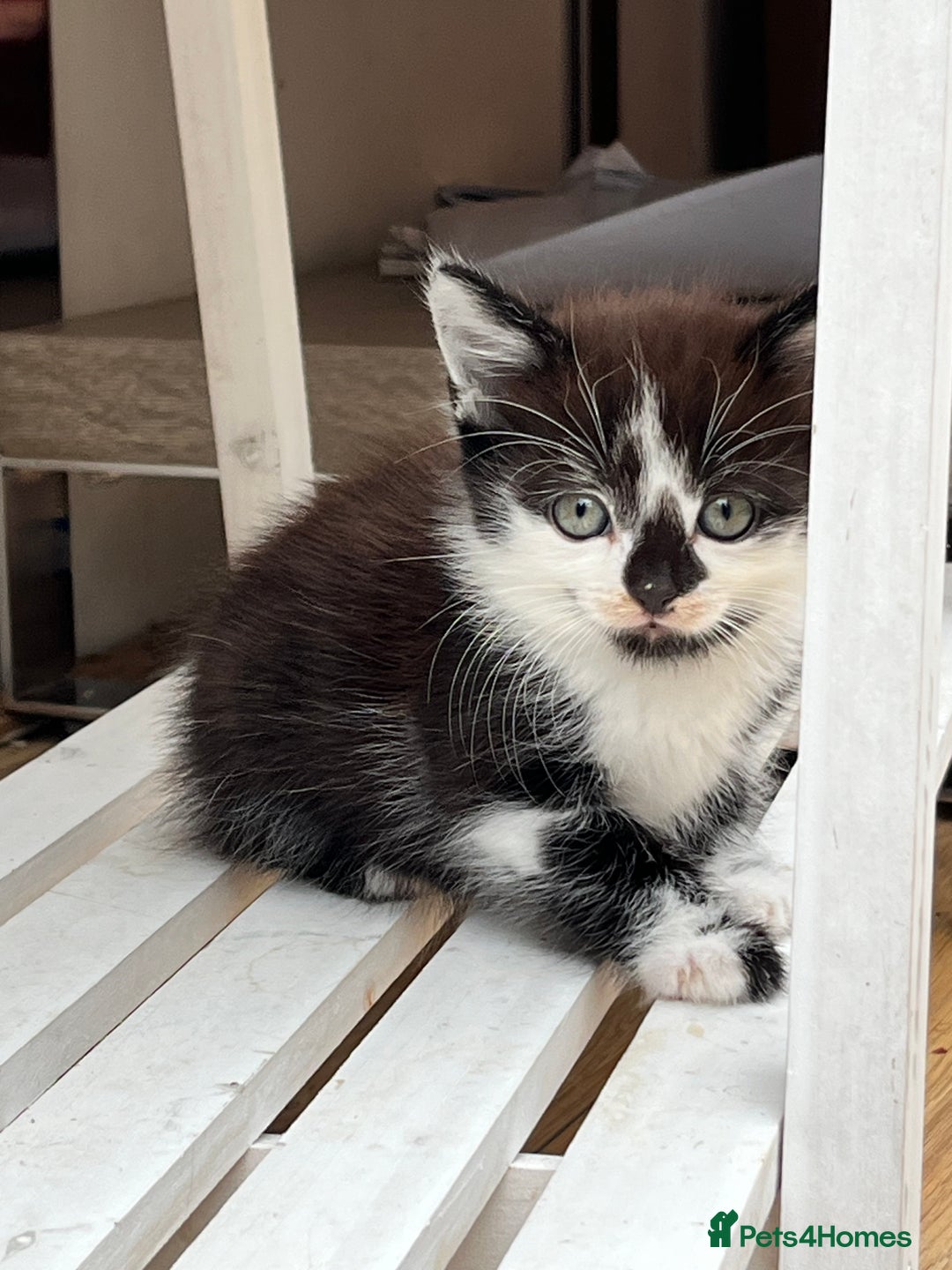 Mixed Breed cats for sale: 🐾 *£30*REDUCED* Kittens for Loving Homes 🐾 - Image 1