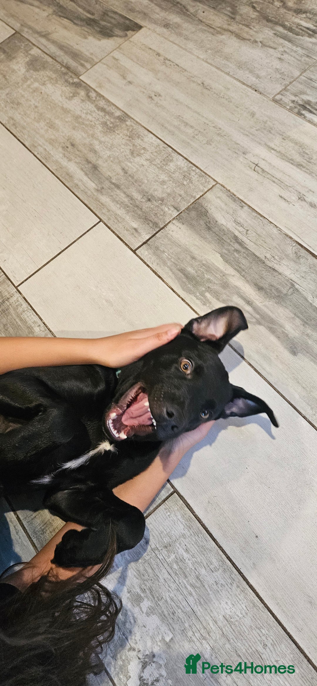 Mixed Breed dogs for sale: Lab-Staffy cross 8 months - Image 20
