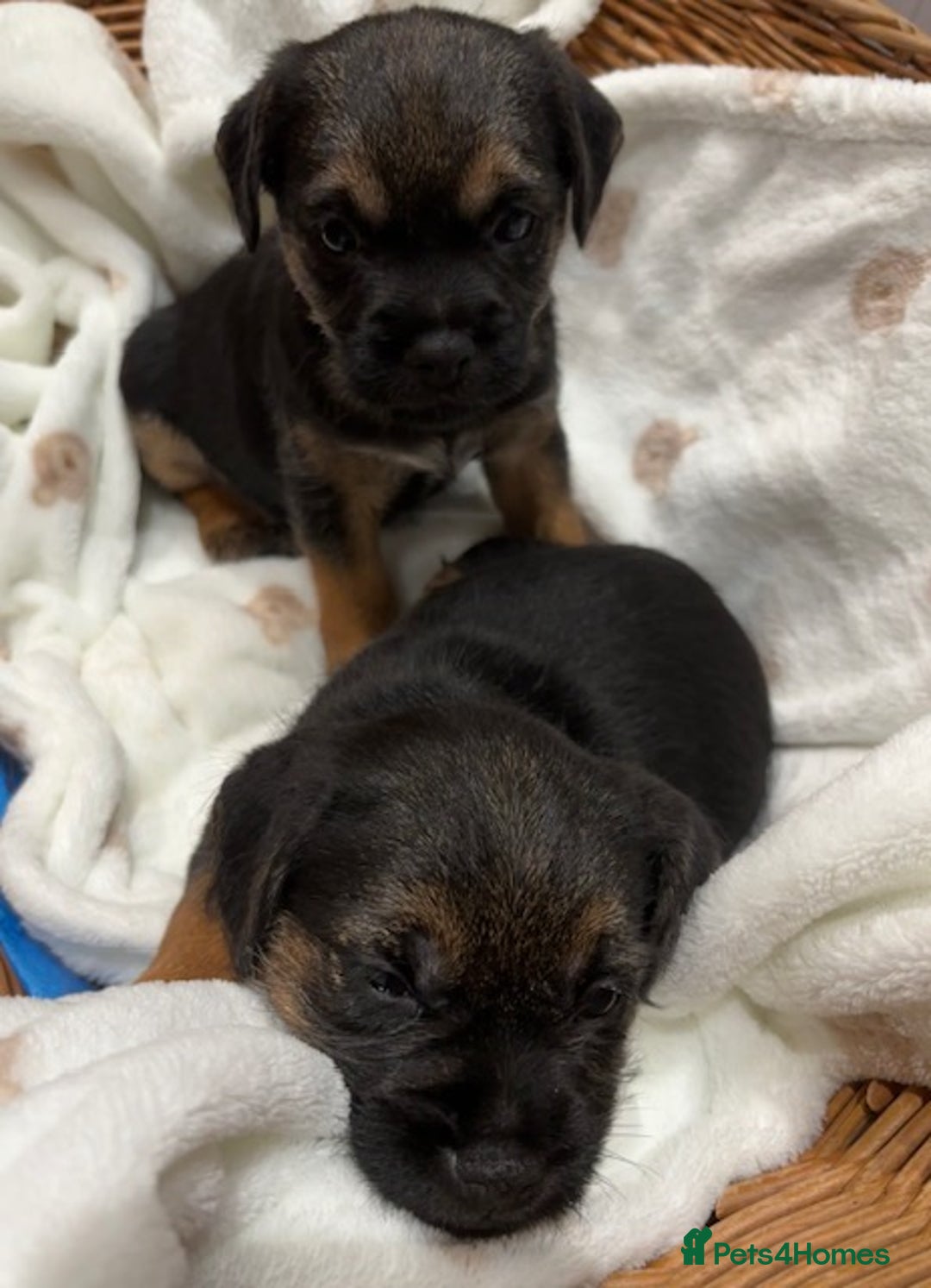Border Terrier dogs for sale: 2 exceptional KC registered Border Terrier pups - Image 7