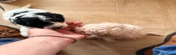 Toy Poodle dogs for sale: Toy poodle Puppys  - Advert 15