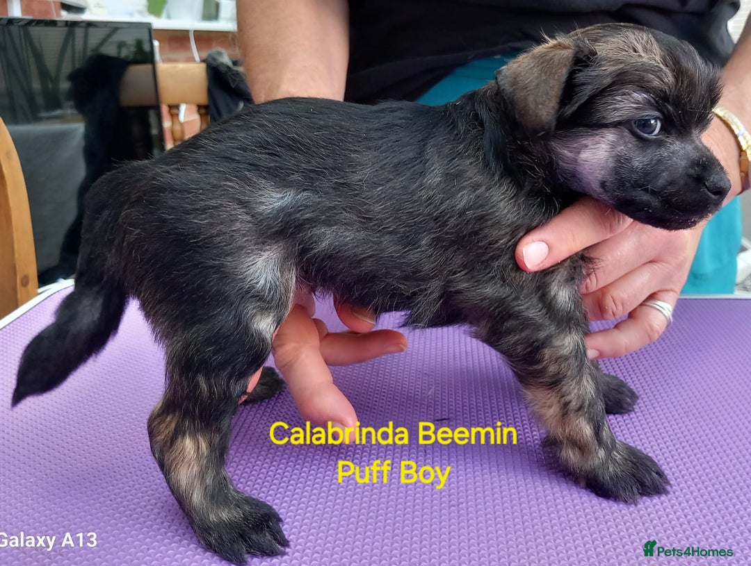 Chinese Crested dogs for sale: 3 Chinese Crested Powder Puff boys - Image 5