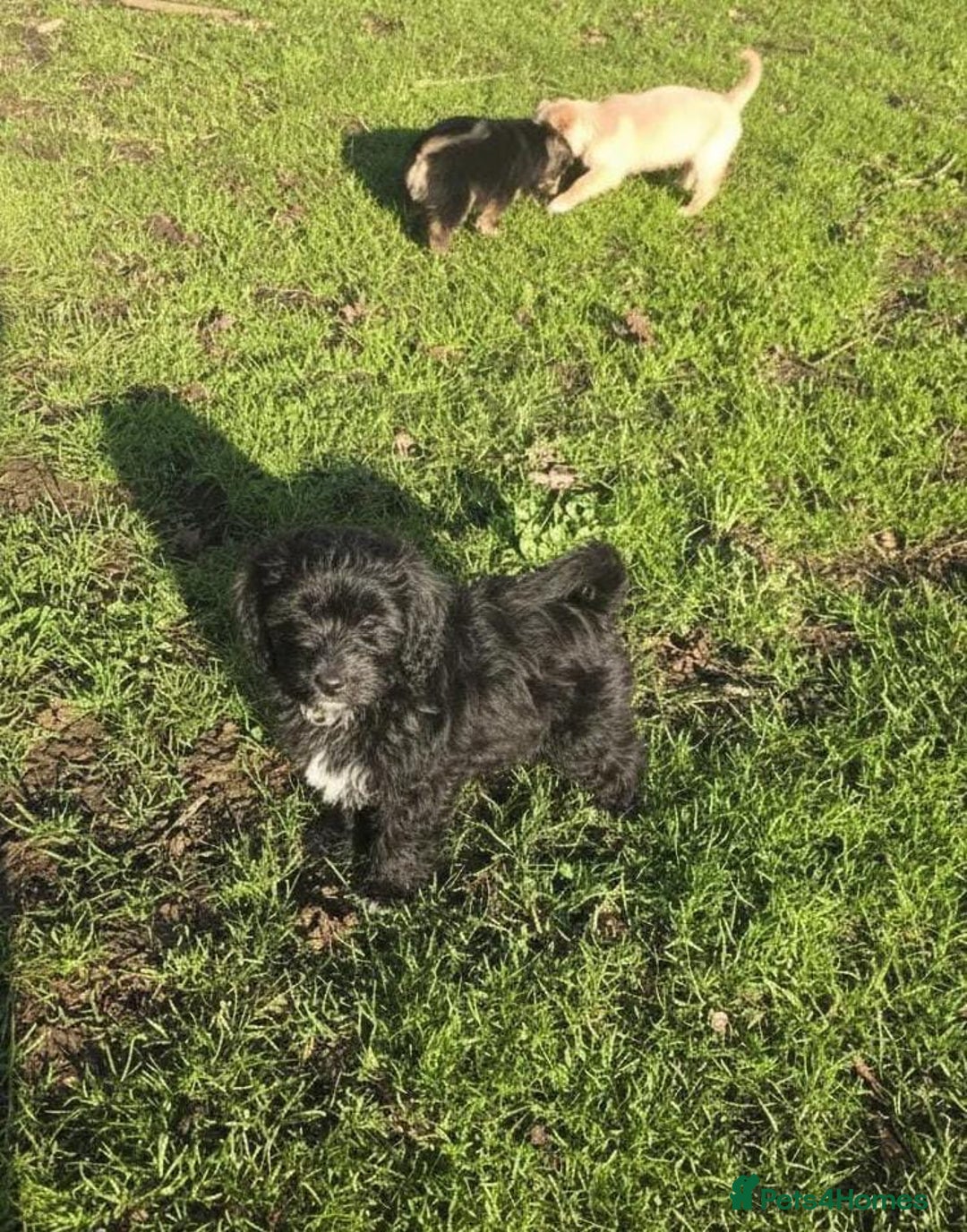 Maltipoo dogs for sale: Maltipoo puppies  - Advert 7