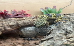 Mixed Breed reptiles for sale: Beautiful leopard gecko with full set up  - Image 2